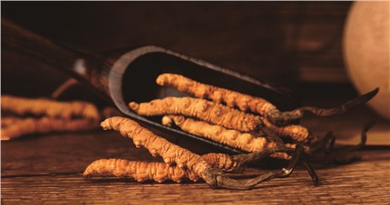 什么是斷草？斷草和冬蟲夏草的區別和購買常識